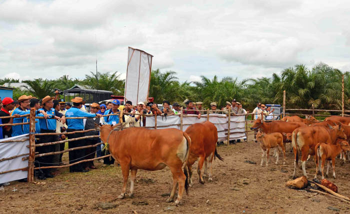 Hewan Kurban di Jakpus Akan Diperiksa 110 Petugas, 12 Dokter Hewan